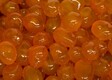Kumquat